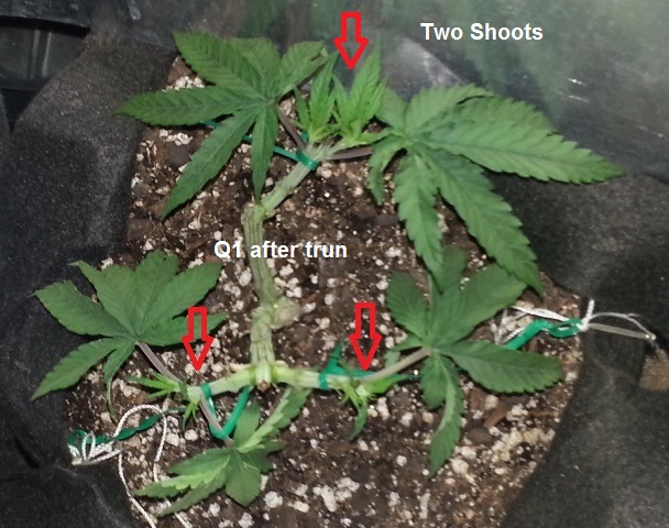 Q1 9-12-13 after trim.jpg