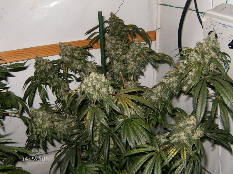 HPIM1086 (800x596).jpg