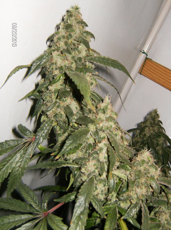 HPIM1085 (596x800).jpg