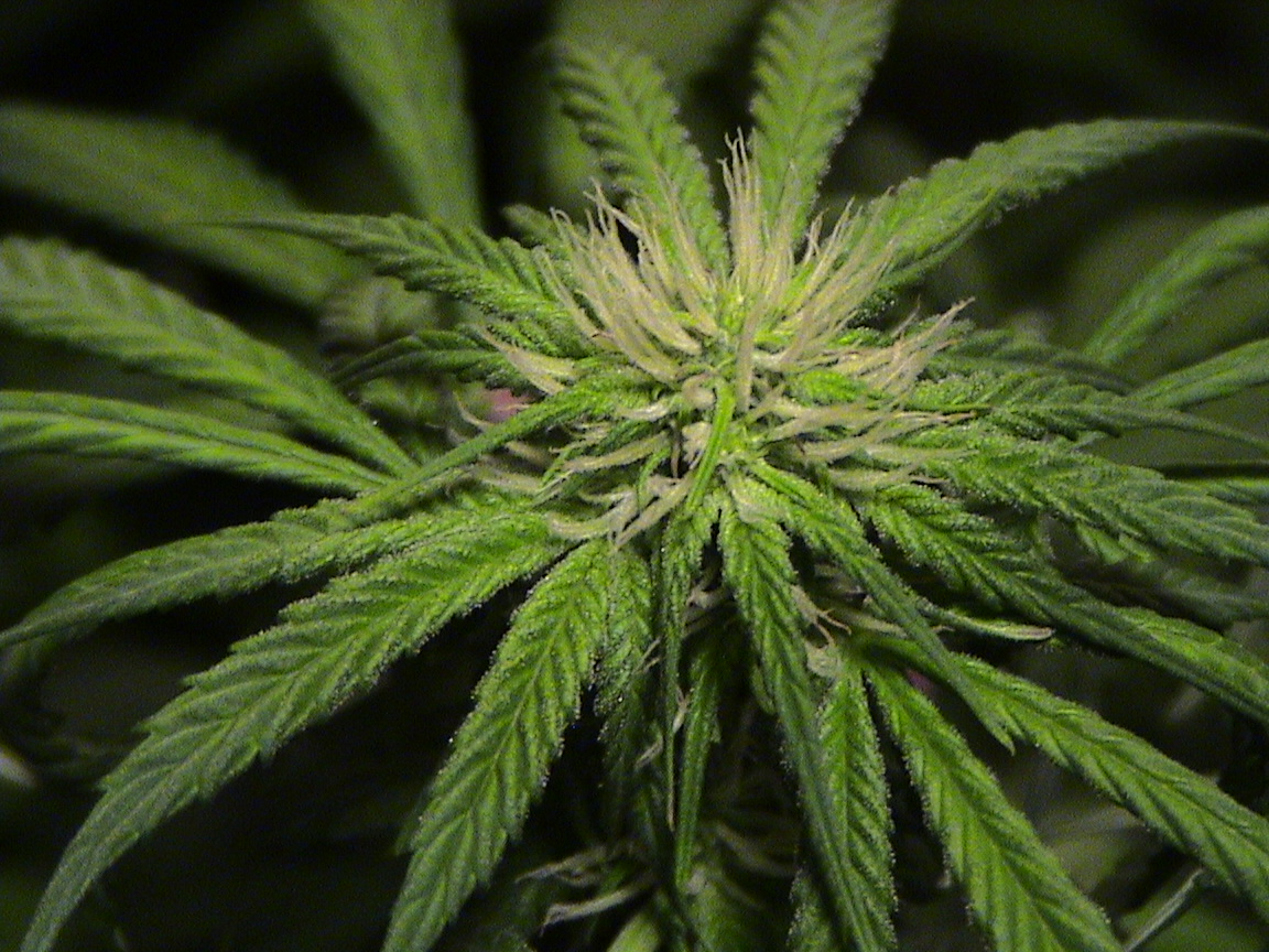 Blueberry upclose.jpg