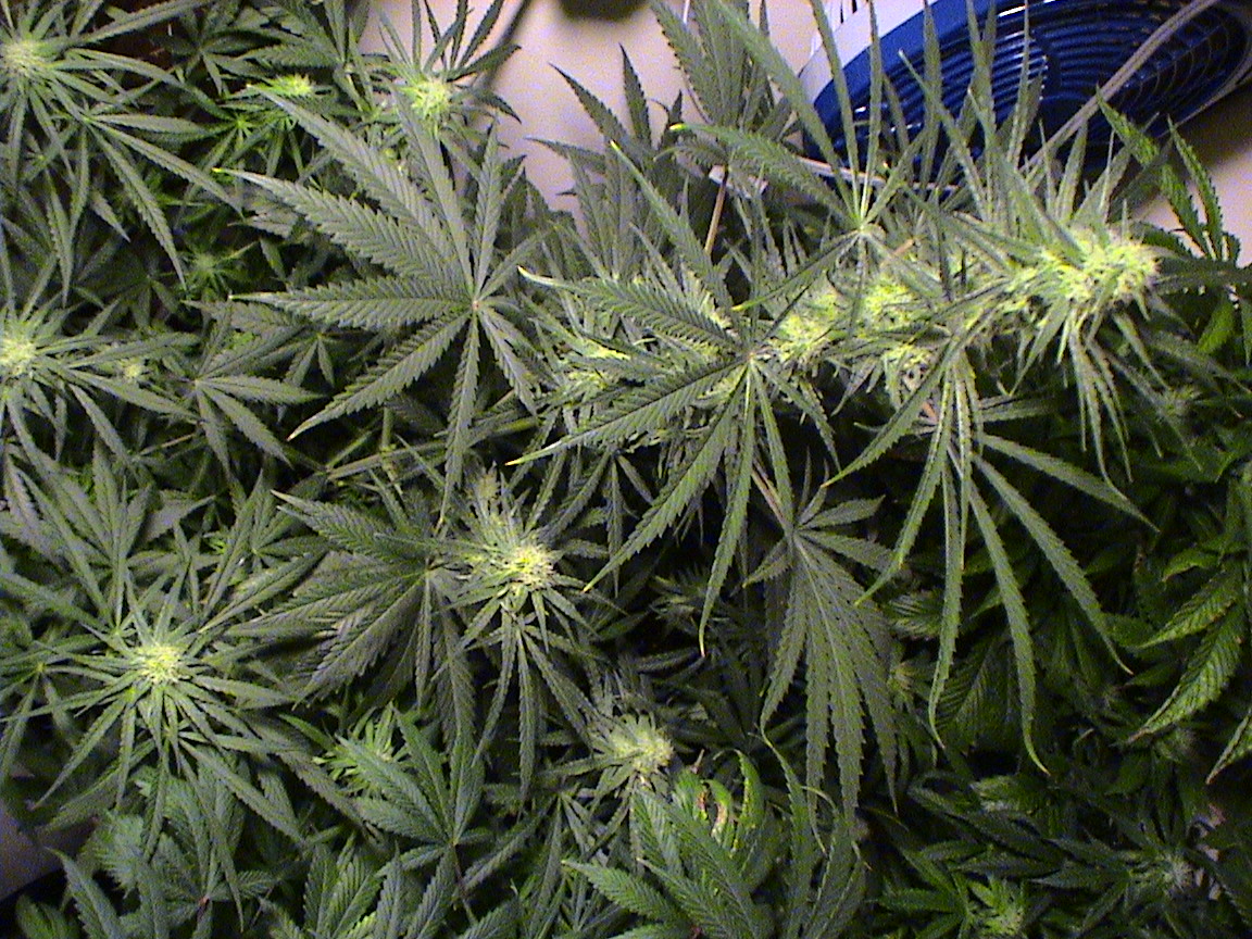 Many Flowers.jpg
