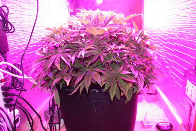 Sophieseedwell Week 6 019.jpg