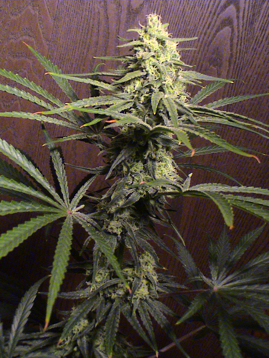 CBD foot long!.jpg