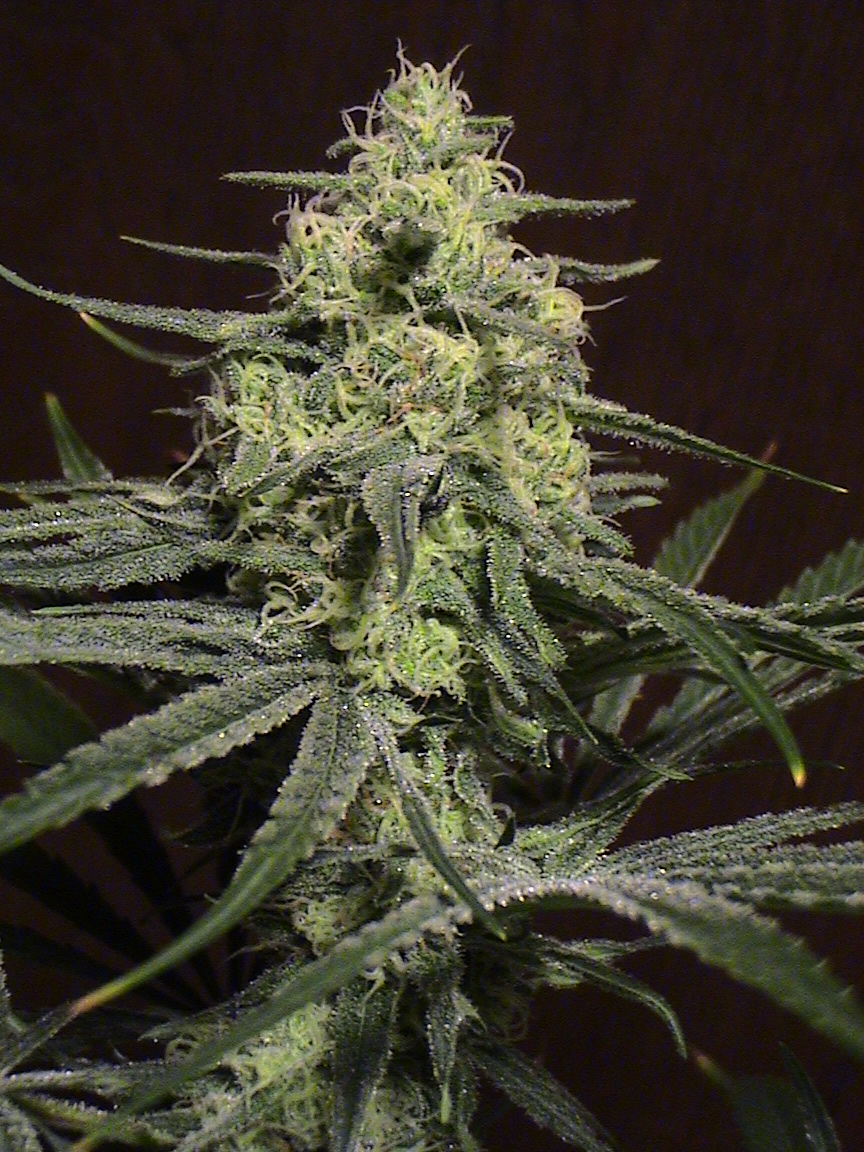 CBD top.jpg
