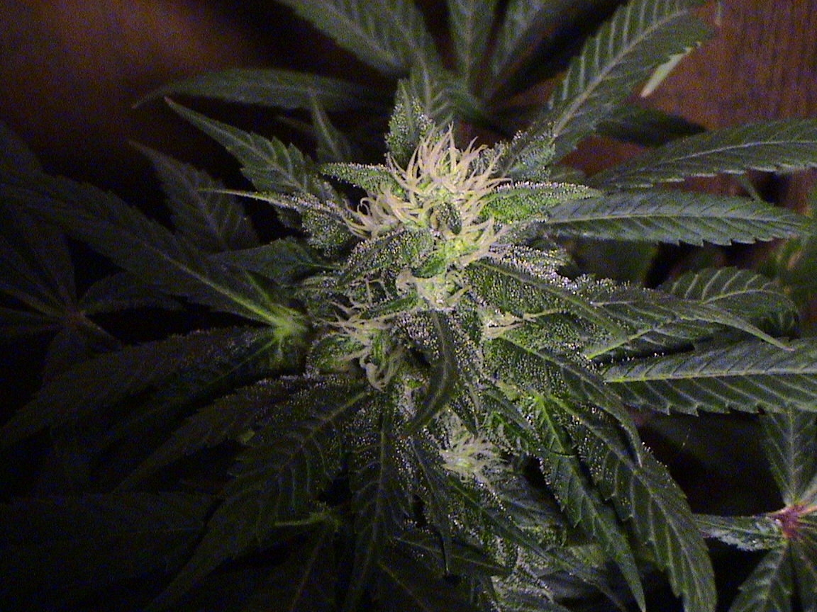 Blueberry coming along.jpg