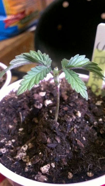 Wk 5 Topped Sb#0.jpg