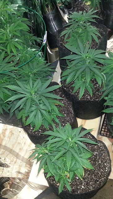 4 ladies.jpg