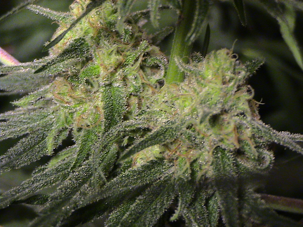 CBD middle flowers...18 inches from light!.jpg