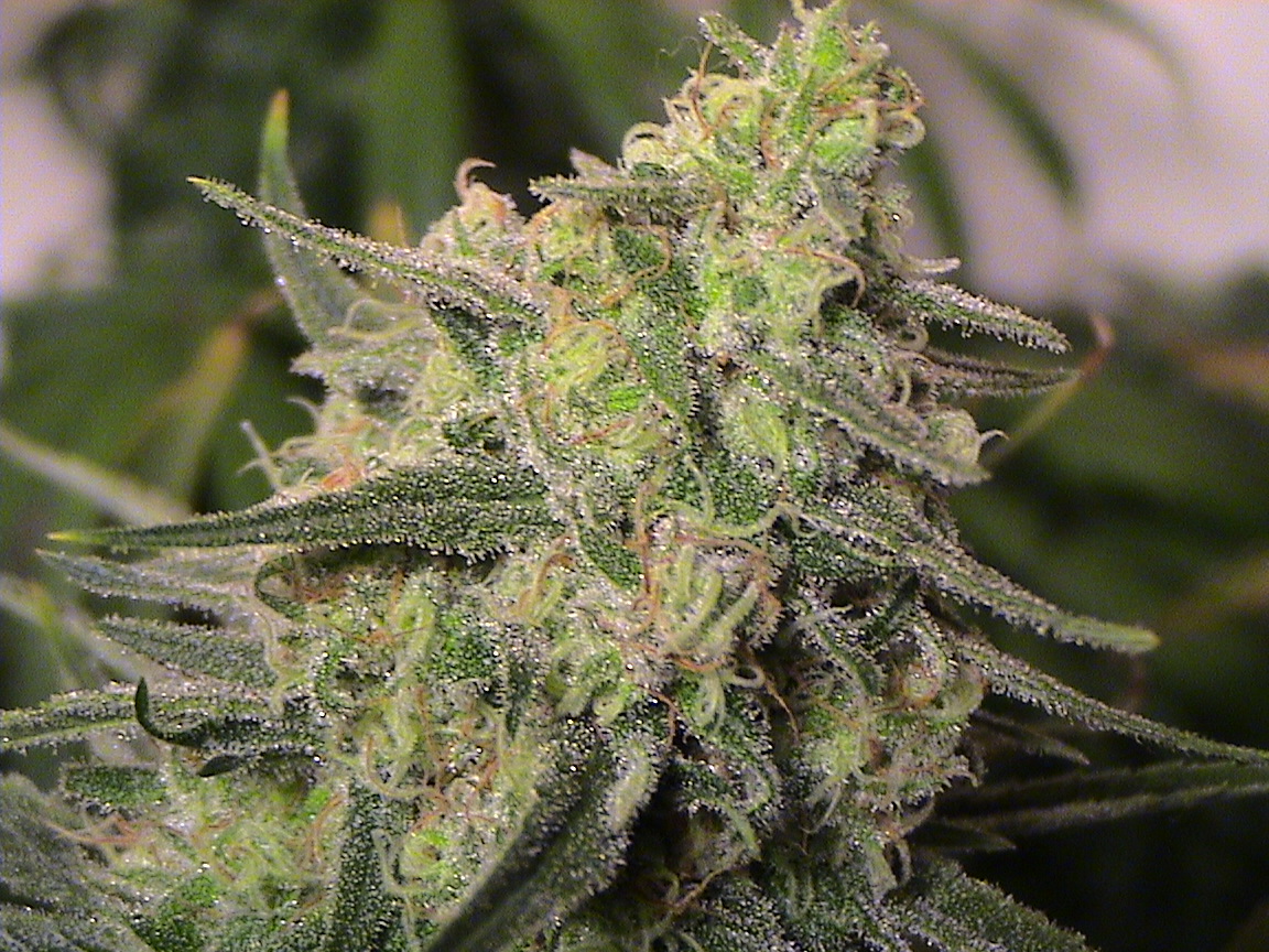 CBD top...frosty.jpg