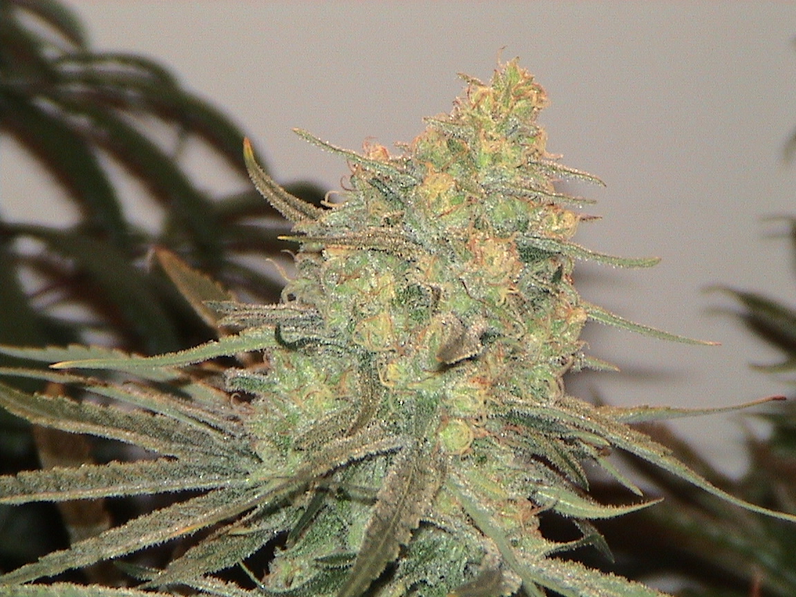 CBD turning red.jpg