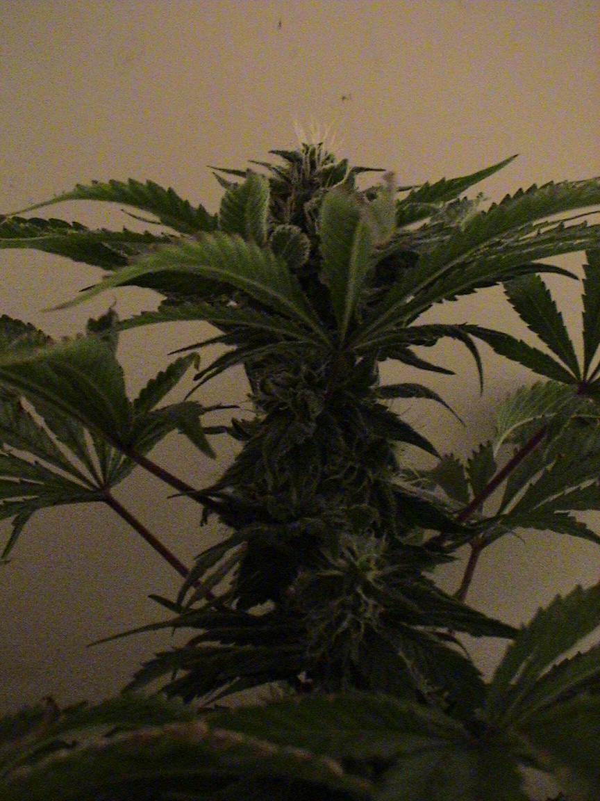 White Rhino fattening up.jpg