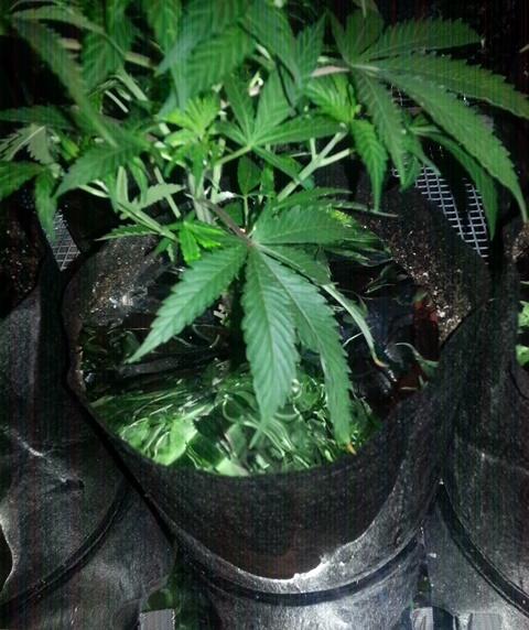 Mylar on top of soil, 10-23-13.jpg