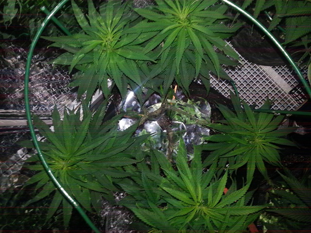 Mylar on top of soil, 2  10-23-13.jpg
