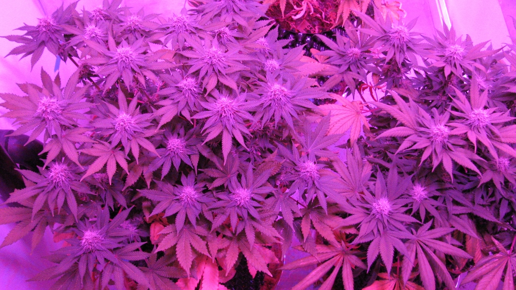 IMG_1134 (1024x576).jpg