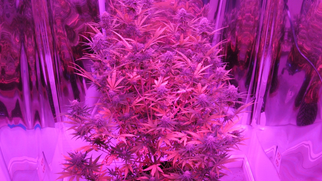 IMG_1135 (1024x576).jpg