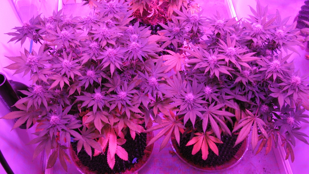 IMG_1137 (1024x576).jpg