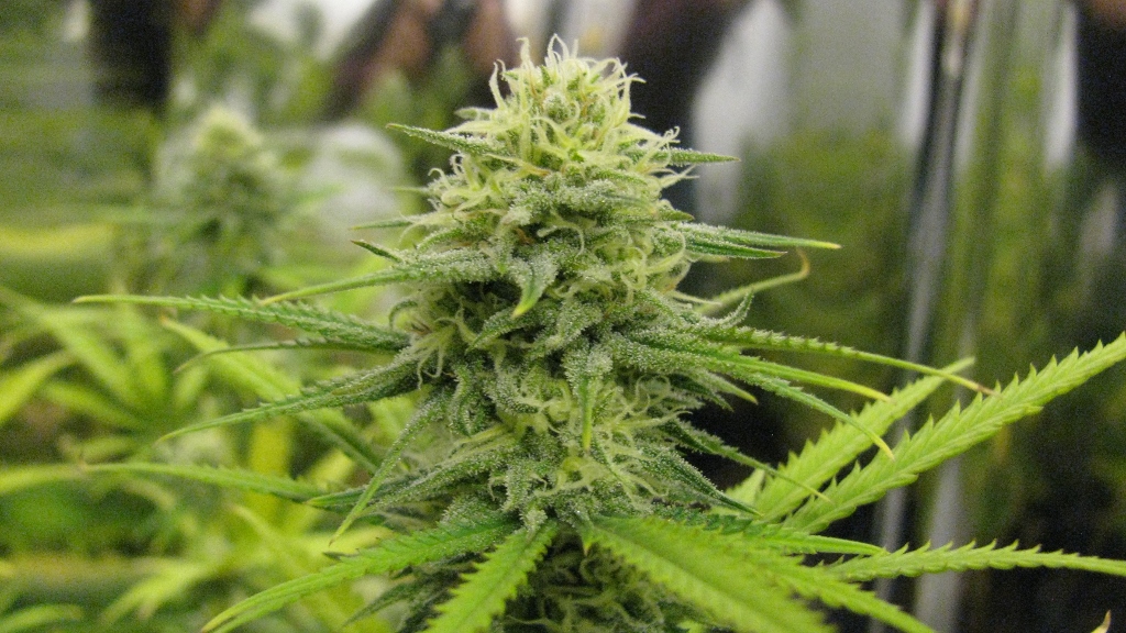 IMG_1142 (1024x576).jpg