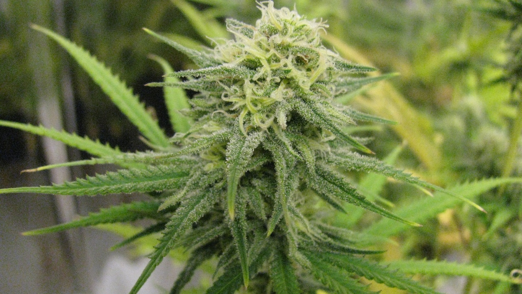 IMG_1143 (1024x576).jpg