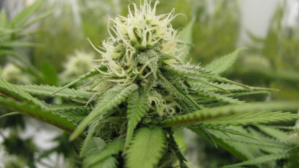 IMG_1145 (1024x576).jpg