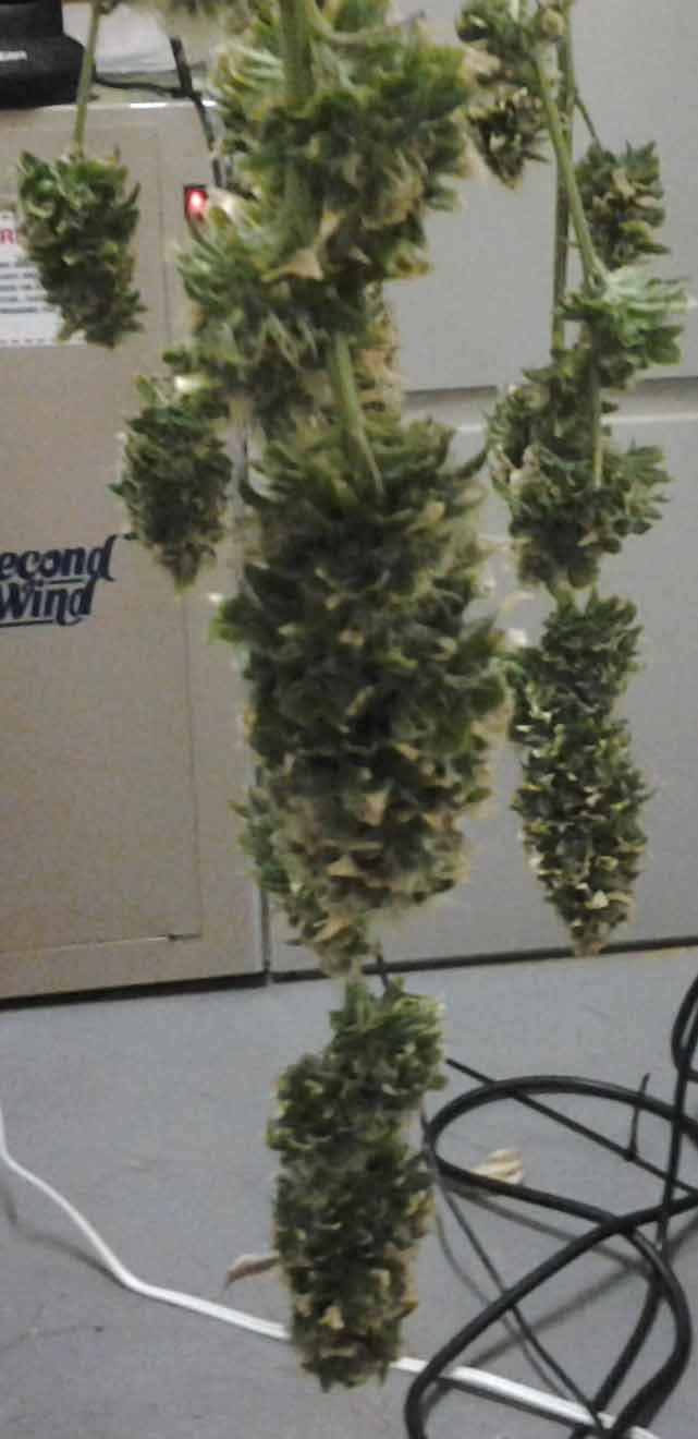 Harvest From Sept Pic2.jpg