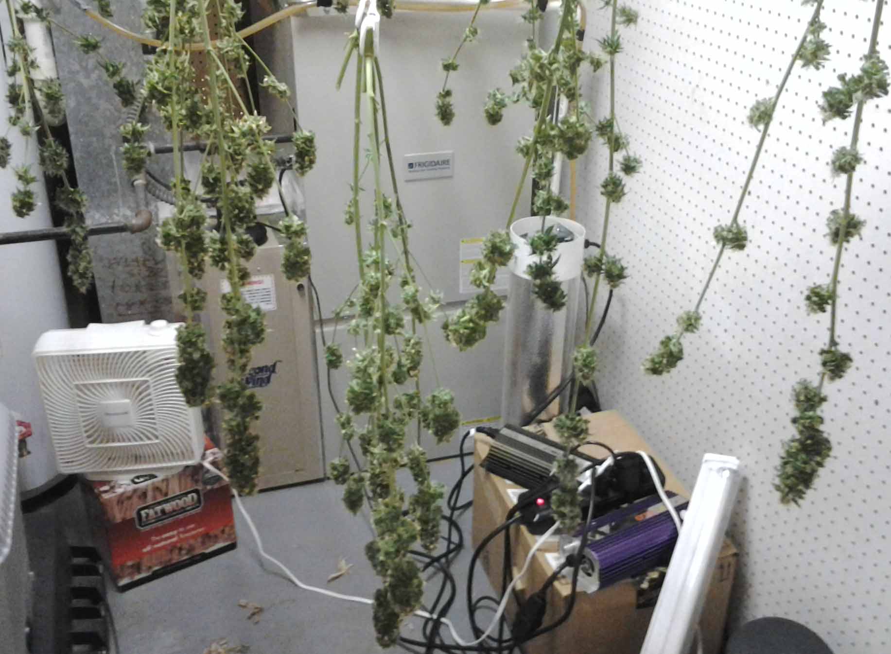 Harvest from Sept Pic1.jpg