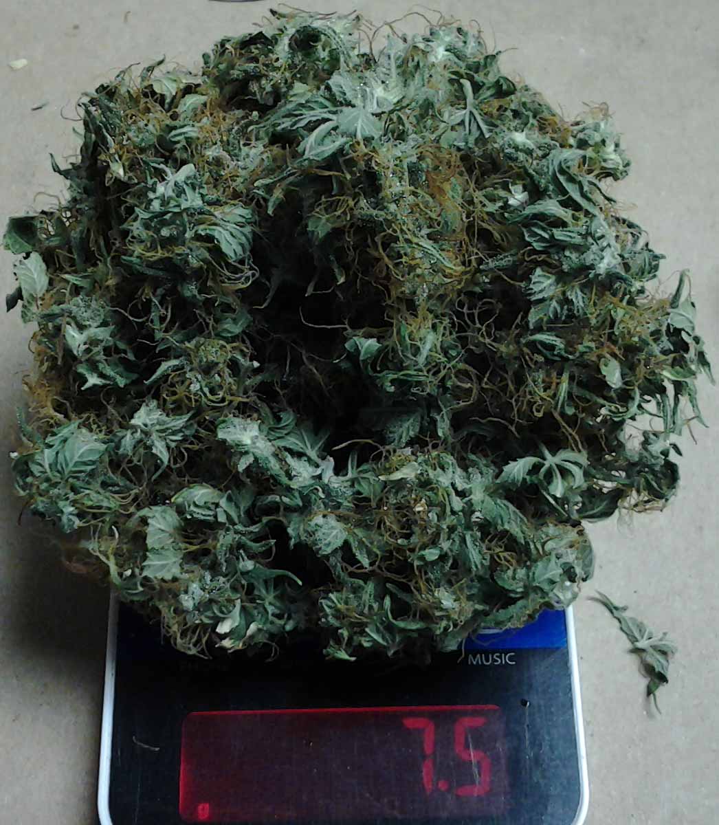 Harvest From Sept Scale3.jpg