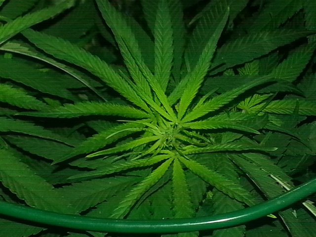 Q1 yellowing.jpg