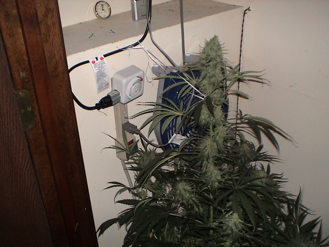 CBD main cola.jpg