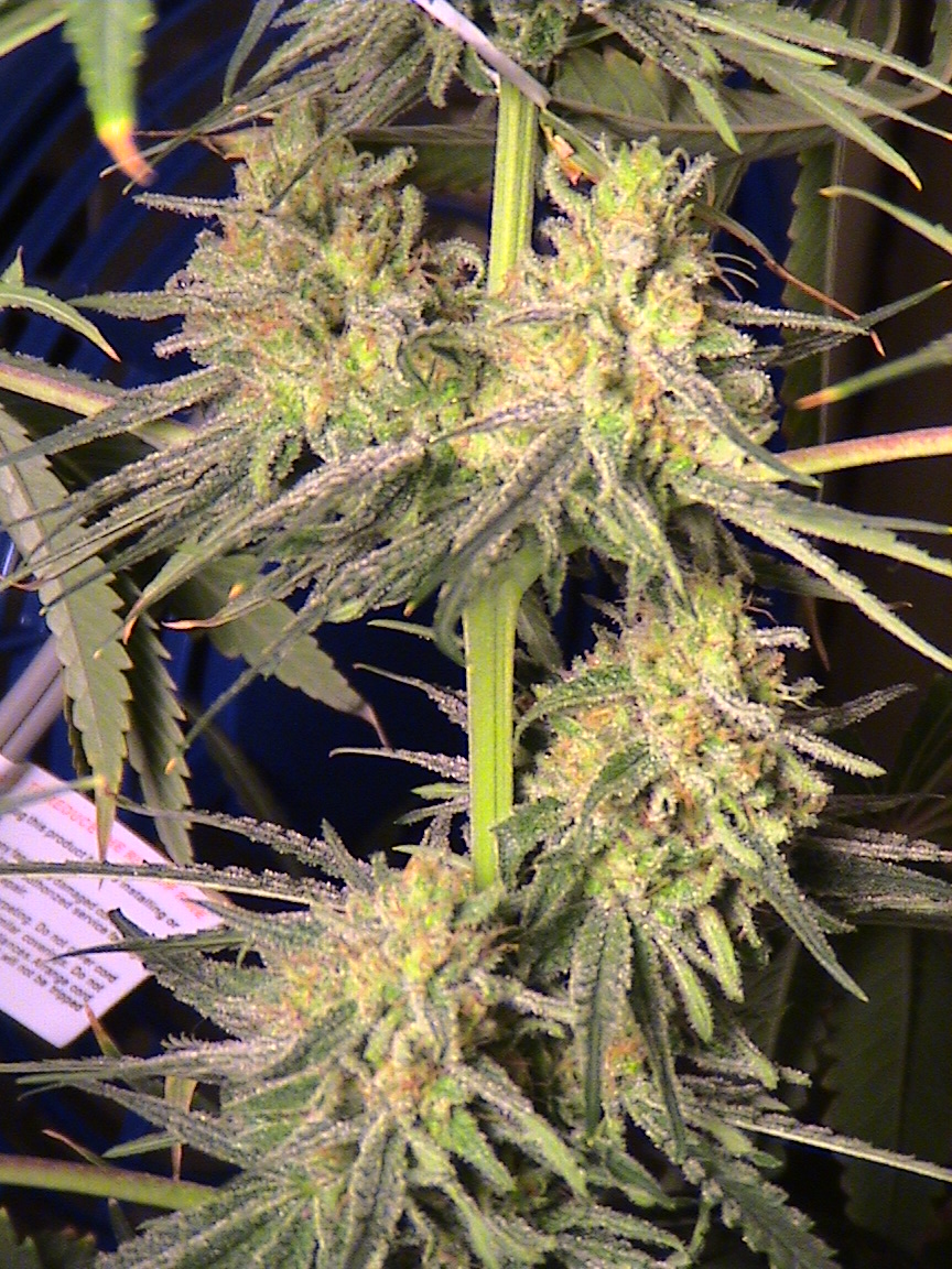 CBD middle.jpg