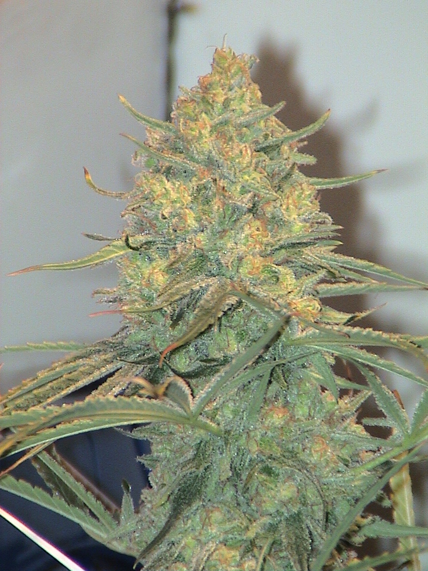 CBD top latest 2.jpg