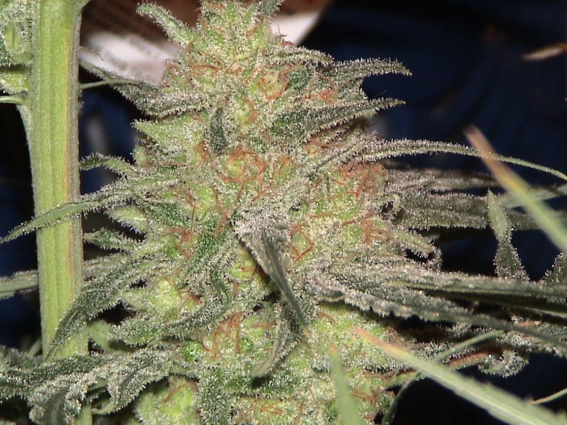 CBD middle flower closeup.jpg
