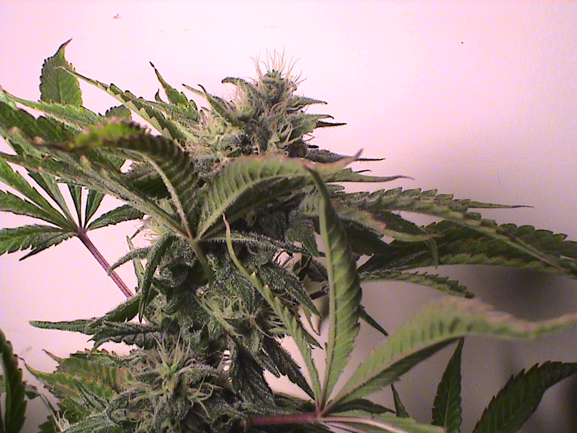 White Rhino top.jpg