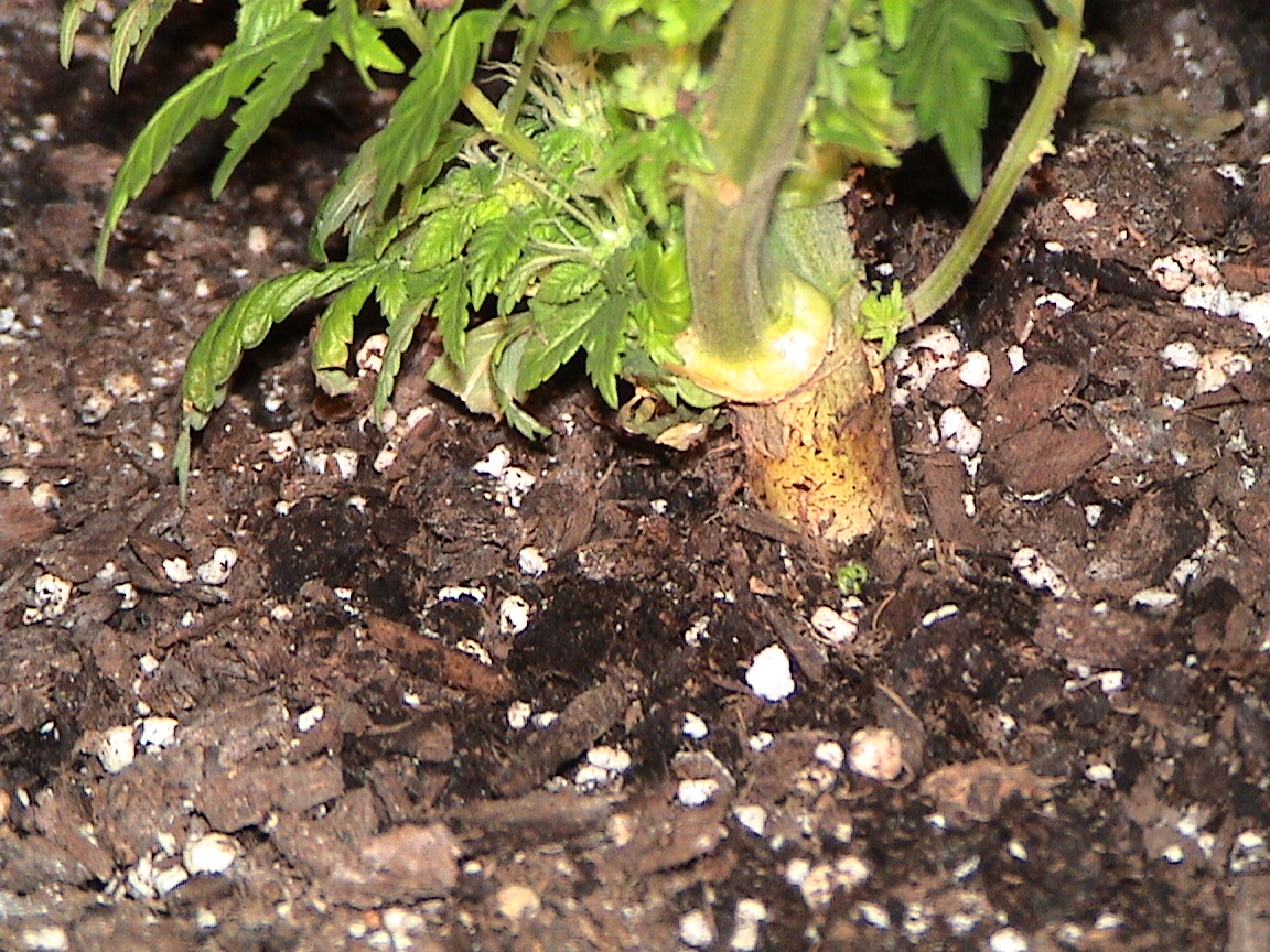 White Rhino at soil.jpg
