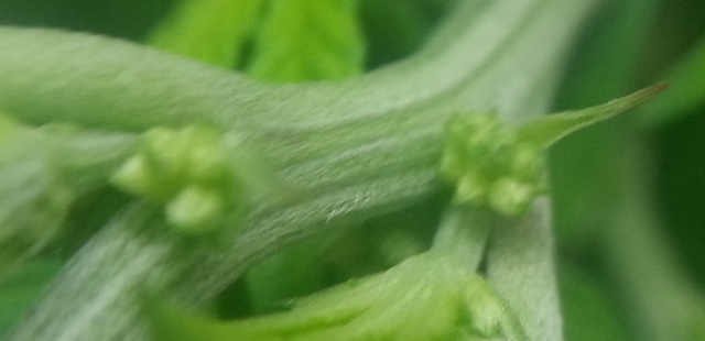 Q1 Male, 11-1-13.jpg