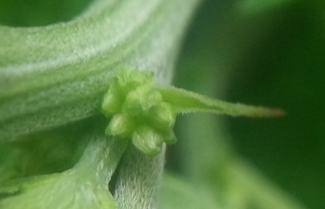 Q1 Male, 11-1-13  2.jpg
