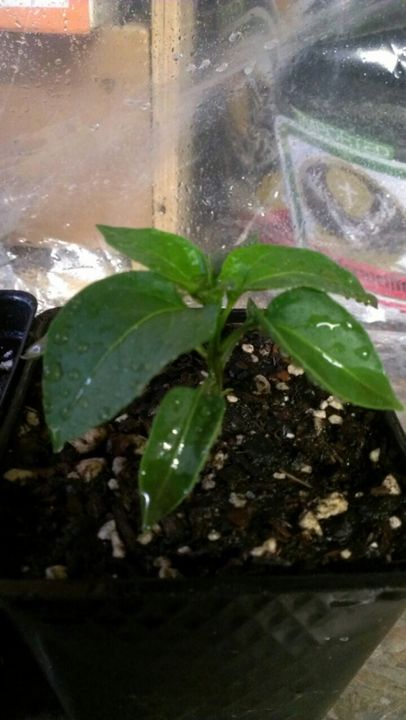 Wk 7 Jalapeno.jpg