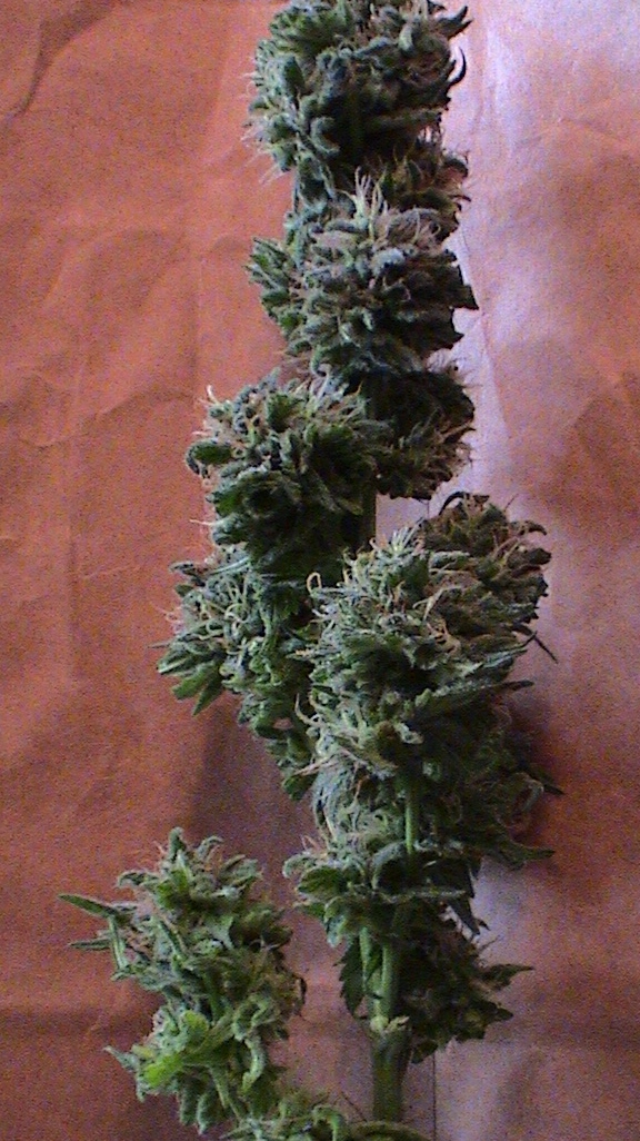 White Rhino chopped (2).jpg