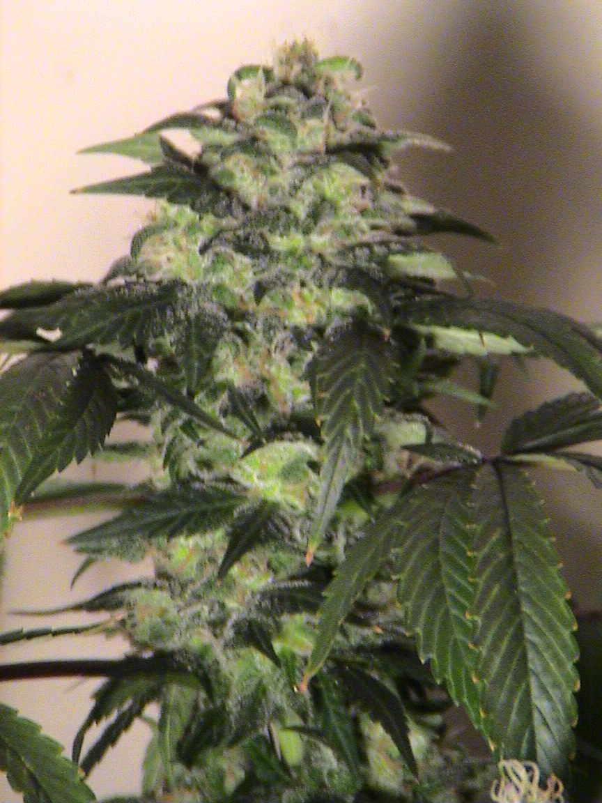Blueberry main cola.jpg