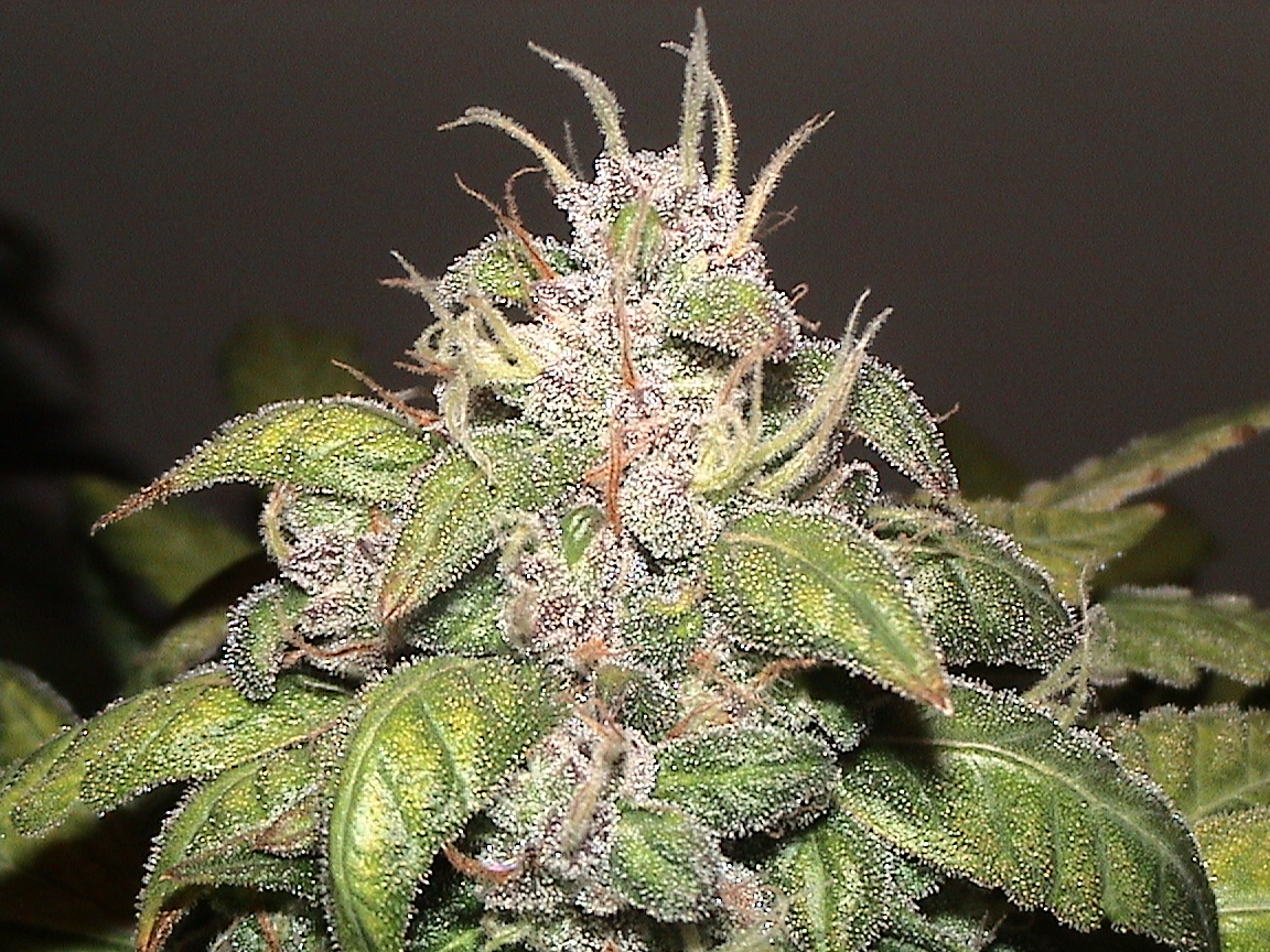 Blueberry up close.jpg