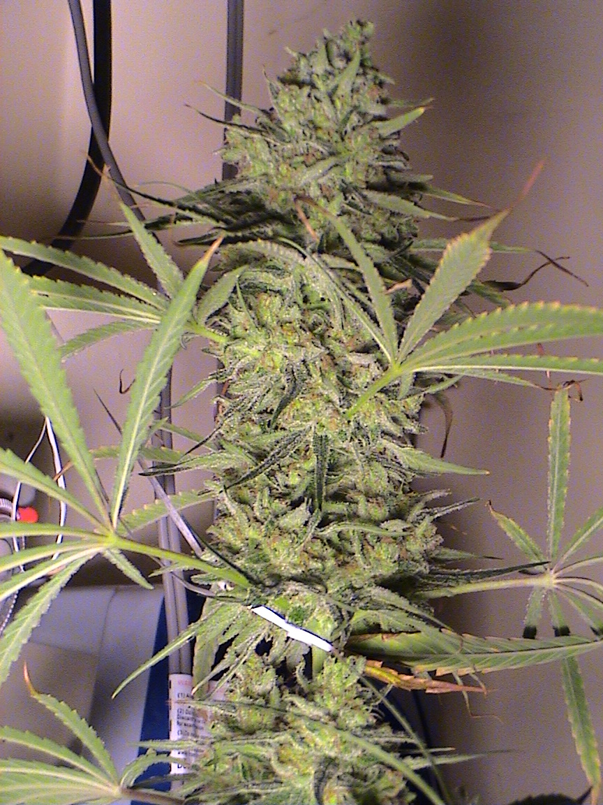 CBD main cola.jpg