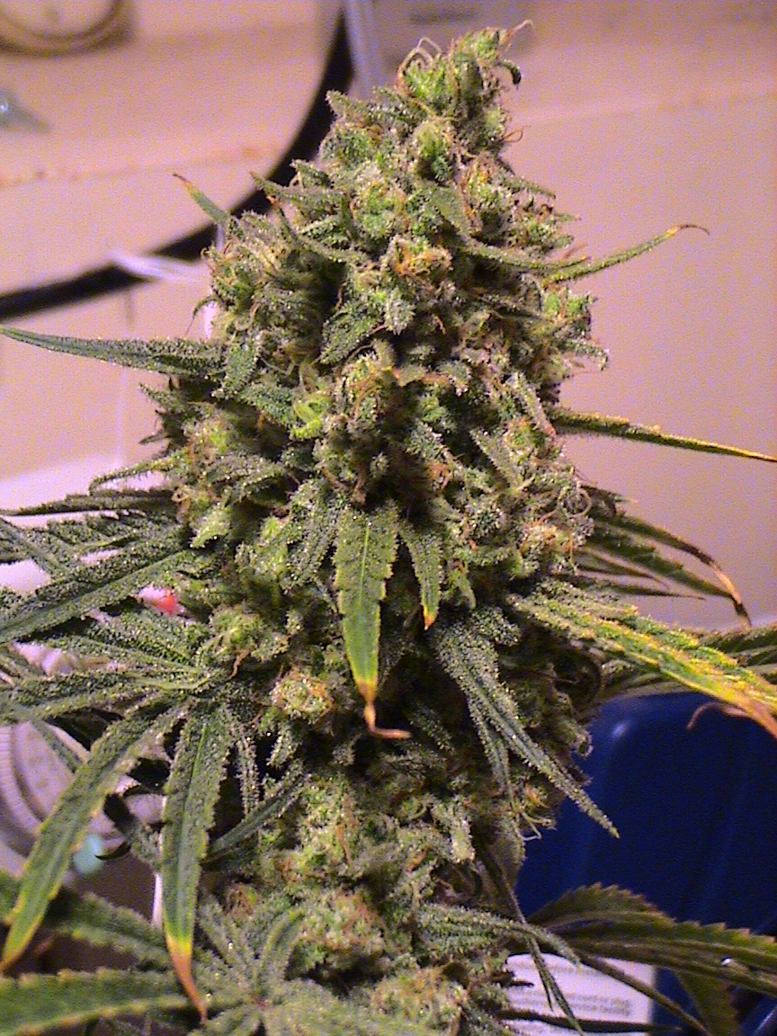 CBD top..any day now.jpg