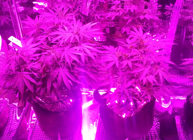 Under the SS400, day 7 of flower.jpg