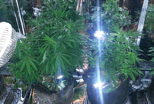 Regular light - day 7 of flower.jpg