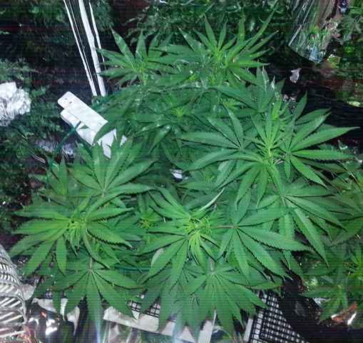 Q2 day 7 of flower.jpg