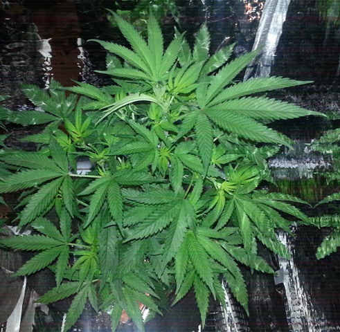 Q2's daughter day 7 of flower.jpg
