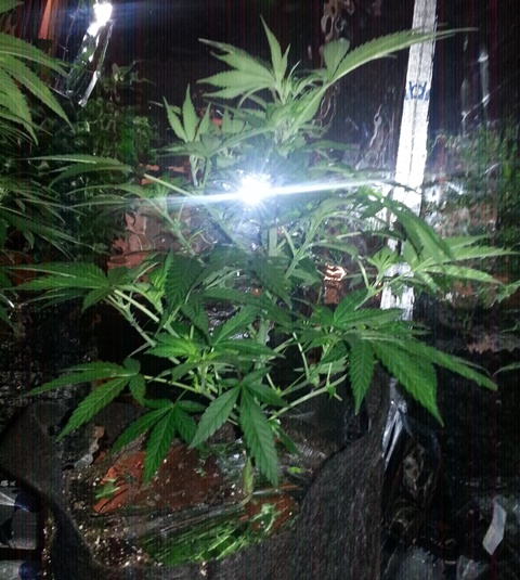 Tinkerbell flying around the top of Q2s daughter  LOL  day 7 of flower.jpg