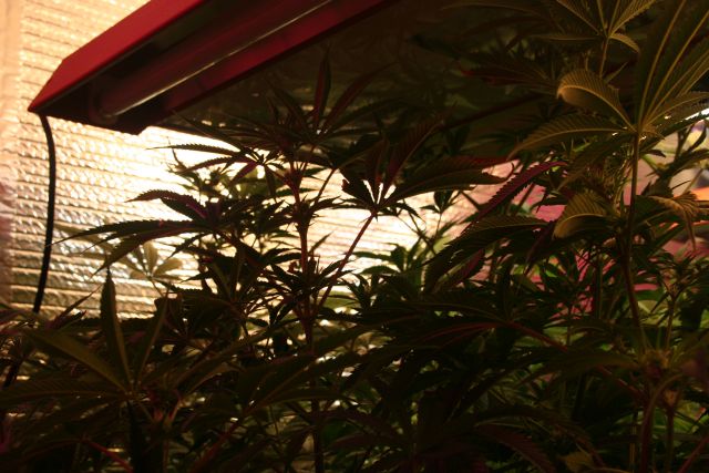 Sophie Seedwell Week 8, third week of flowering 023.jpg