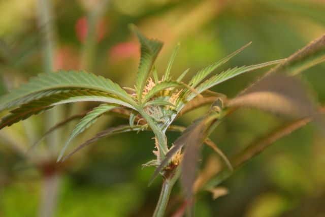 Sophie Seedwell Week 8, third week of flowering 022.jpg