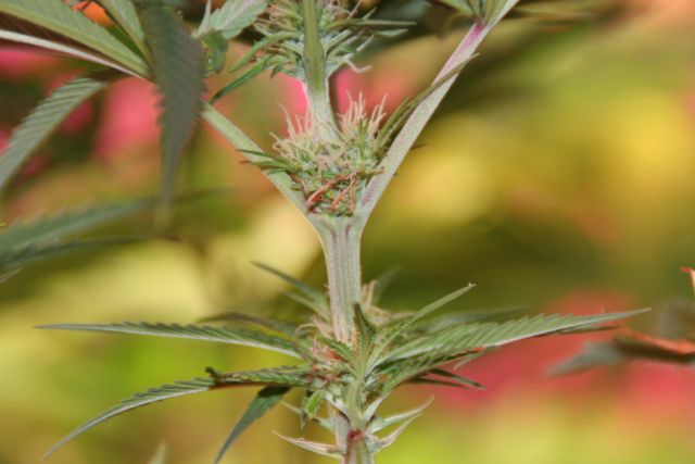 Sophie Seedwell Week 8, third week of flowering 021.jpg