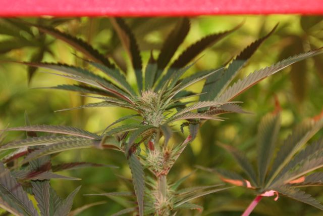 Sophie Seedwell Week 8, third week of flowering 015.jpg
